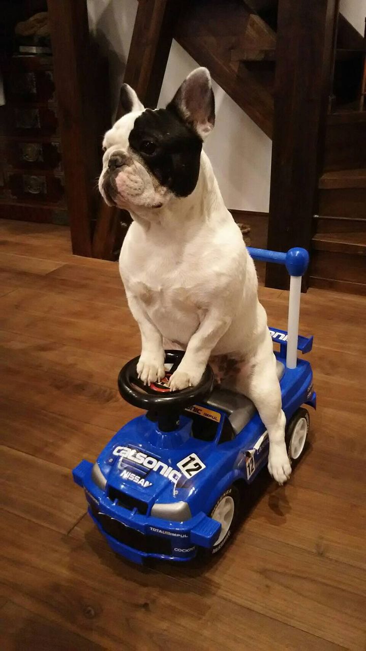 フレンチブルドッグのゆず くるみちゃん イーストジャパン小山犬舎 グランブルー犬舎ブログ