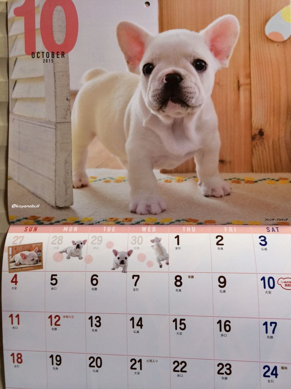 いぬのきもち2015カレンダー イーストジャパン小山犬舎 グラン