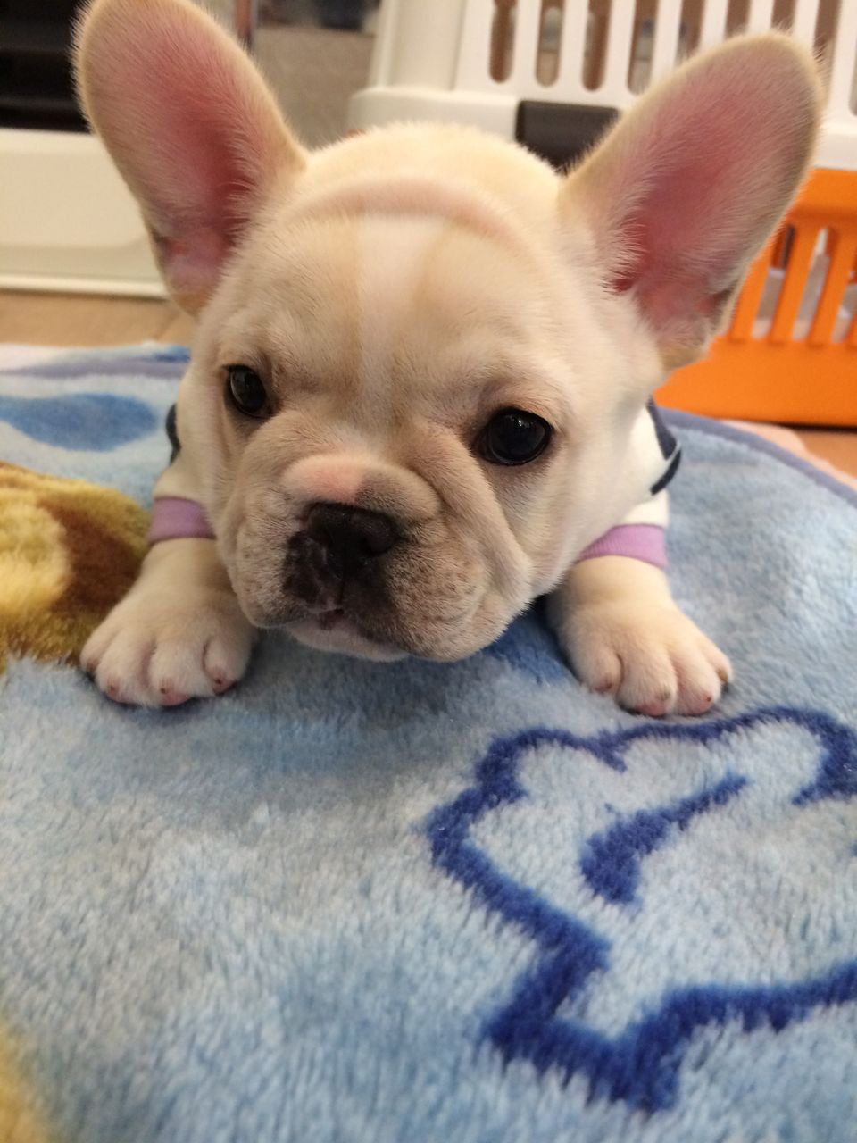 Eテレ テレビでフランス語 出演情報解禁 イーストジャパン小山犬舎 グランブルー犬舎ブログ Eテレ テレビでフランス語 出演情報解禁 イーストジャパン小山犬舎 グランブルー犬舎ブログ