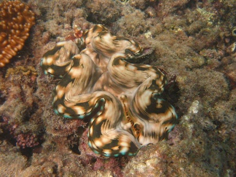 ヒメシャコガイのおはなし 我が家の小さな水族館 ヒメシャコガイのおはなし 我が家の小さな水族館