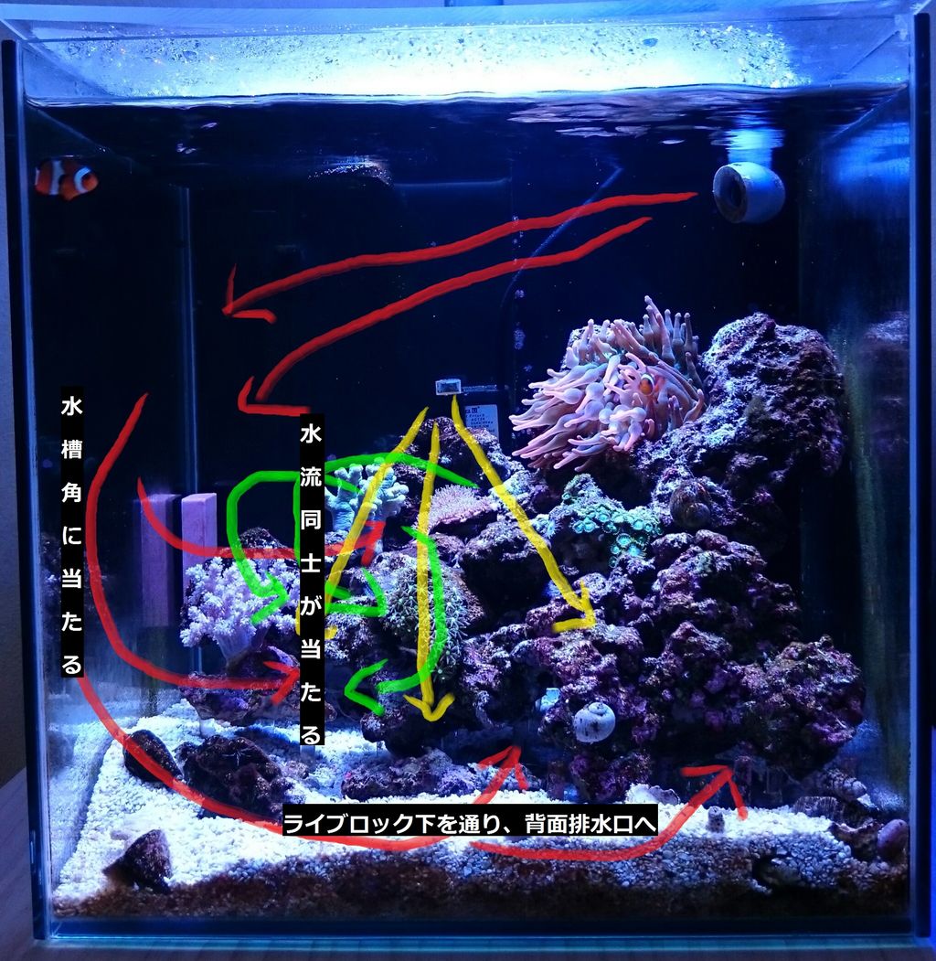 海水魚 我が家の小さな水族館 海水魚 我が家の小さな水族館