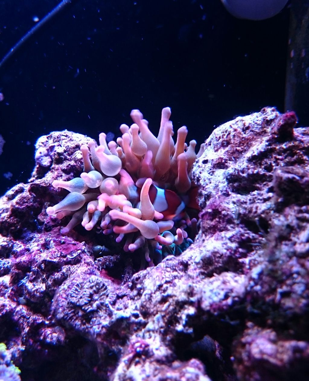 サンゴイソギンチャク 我が家の小さな水族館 サンゴイソギンチャク 我が家の小さな水族館