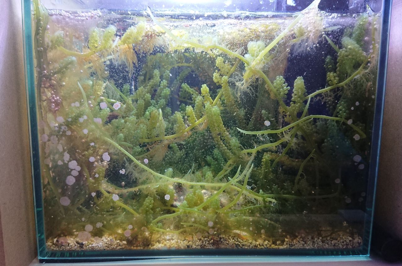 リフジウム水槽のトリミングをしました 我が家の小さな水族館