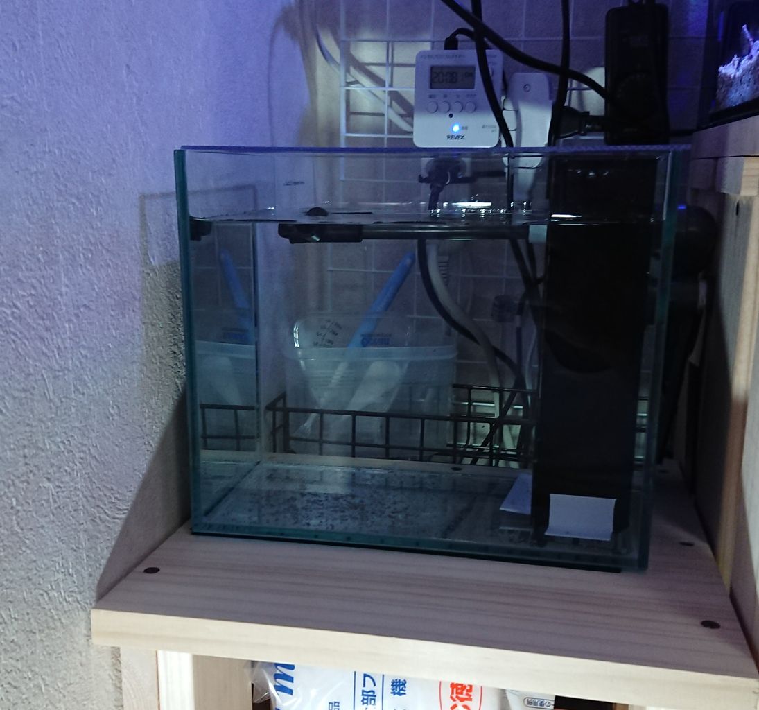 リフジウム水槽を設置しました 我が家の小さな水族館
