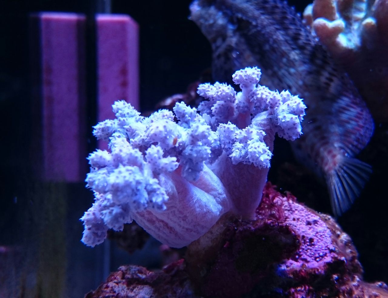 スジチヂミトサカ 我が家の小さな水族館
