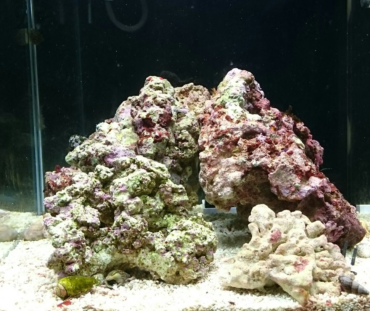 水槽器具 我が家の小さな水族館
