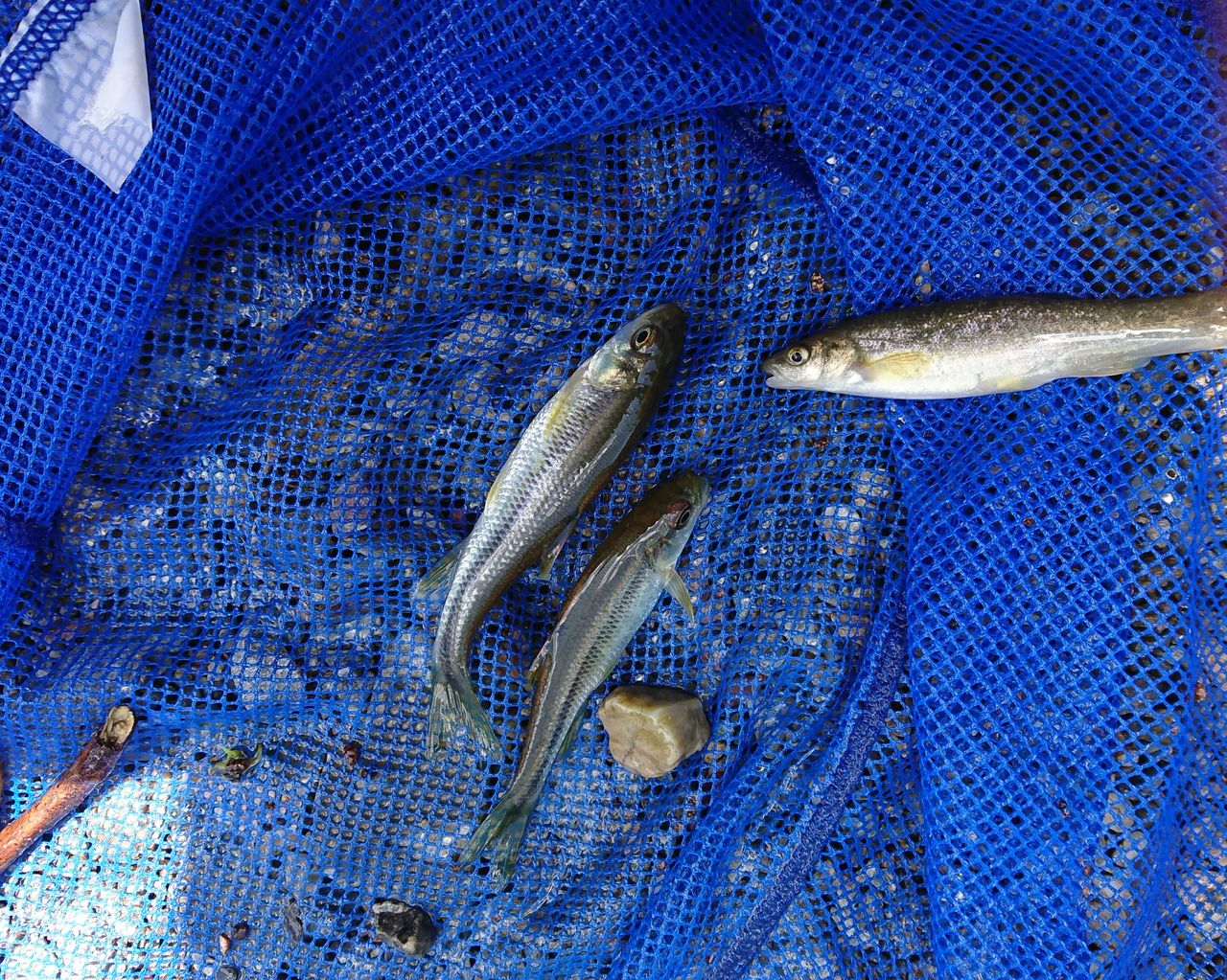 遠征報告 奈良編その１ 我が家の小さな水族館