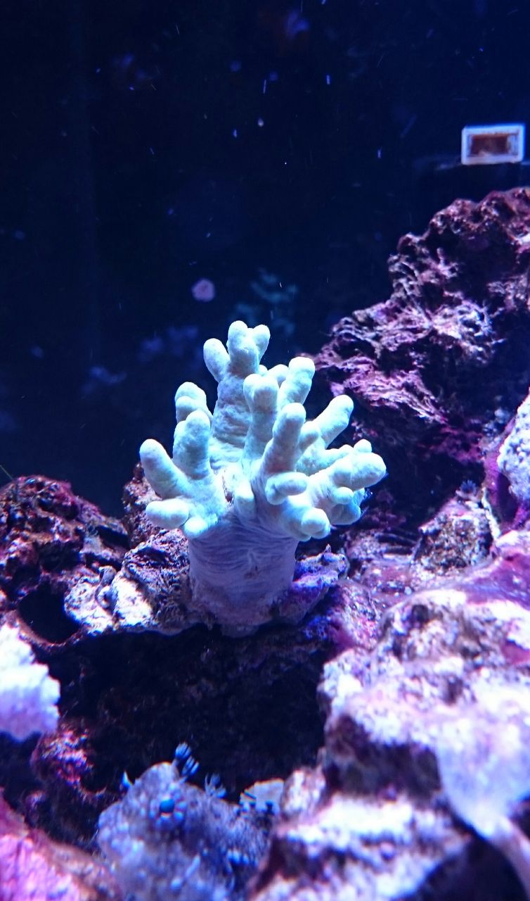 ナグラカタトサカ 我が家の小さな水族館