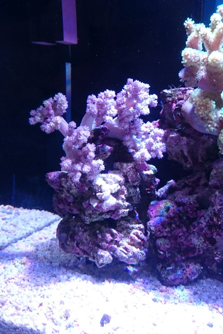 新水槽の水流ポンプ設置について 我が家の小さな水族館