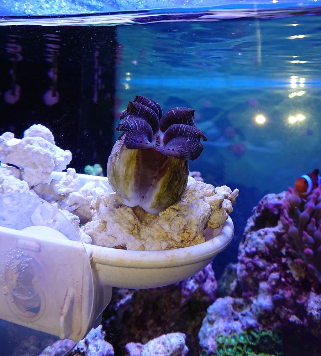 ヒメシャコガイの経過報告 我が家の小さな水族館