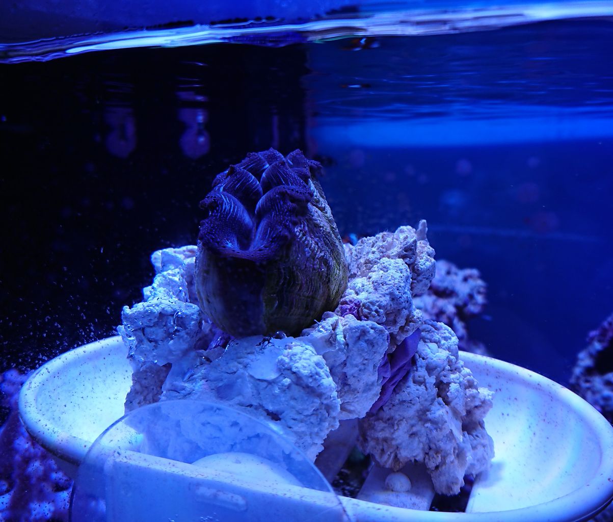 ヒメシャコガイお迎え完了しました 我が家の小さな水族館