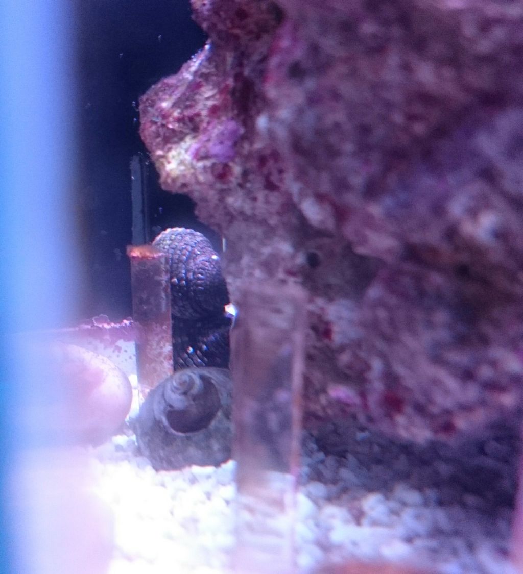 甲殻類と貝たち 我が家の小さな水族館