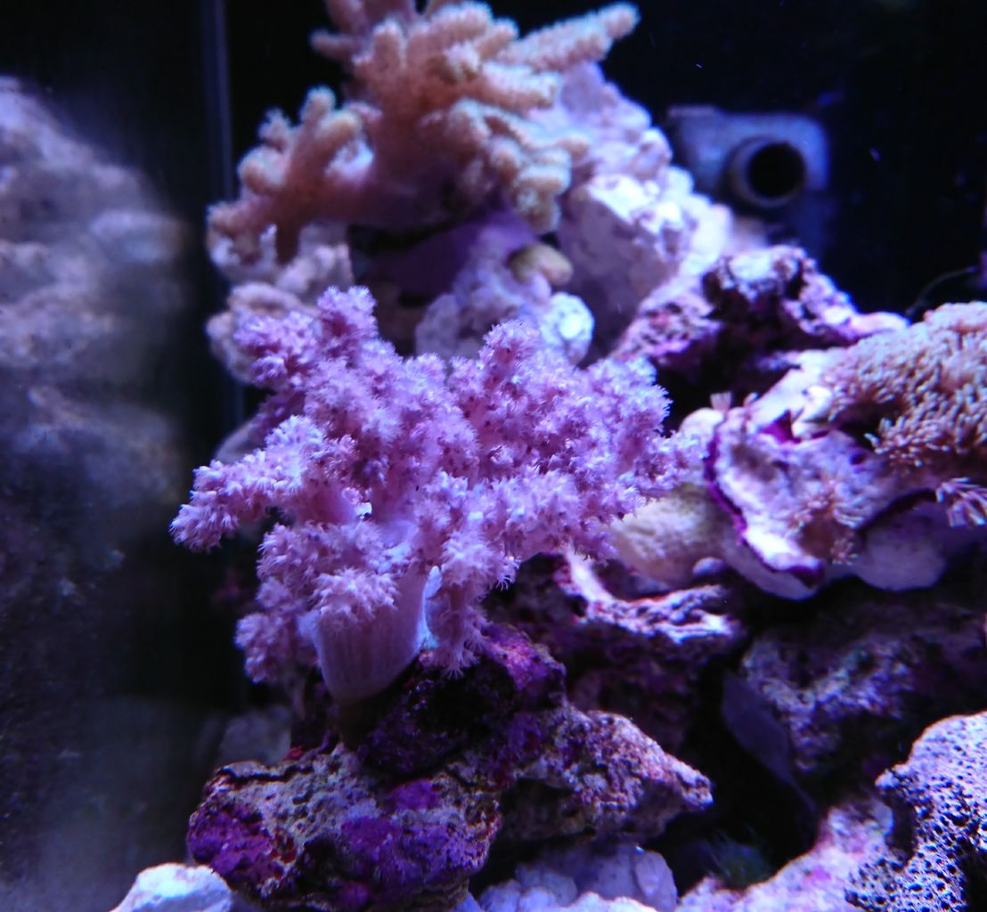 ソフトコーラルたち近況～トサカ編～ : 我が家の小さな水族館