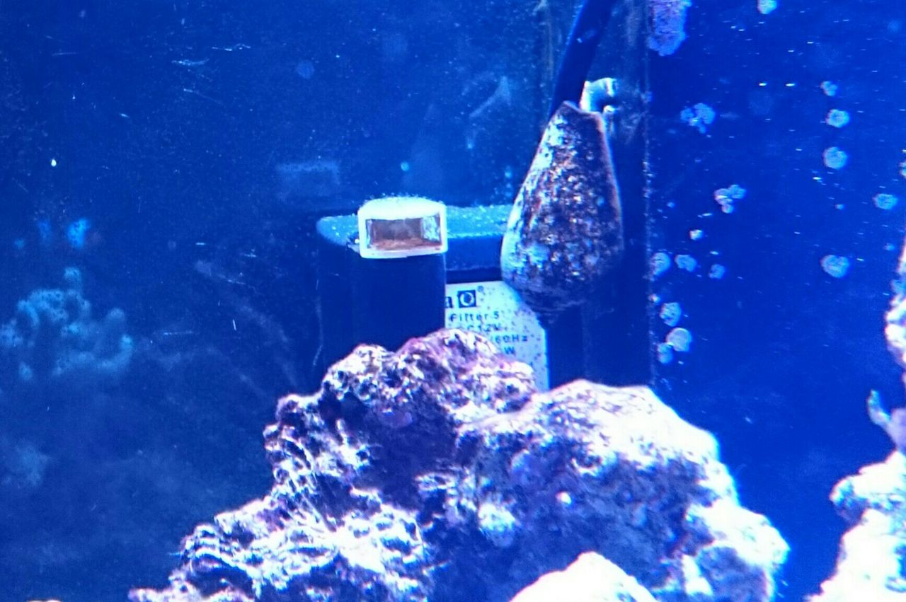 新水槽の水流ポンプ設置について 我が家の小さな水族館