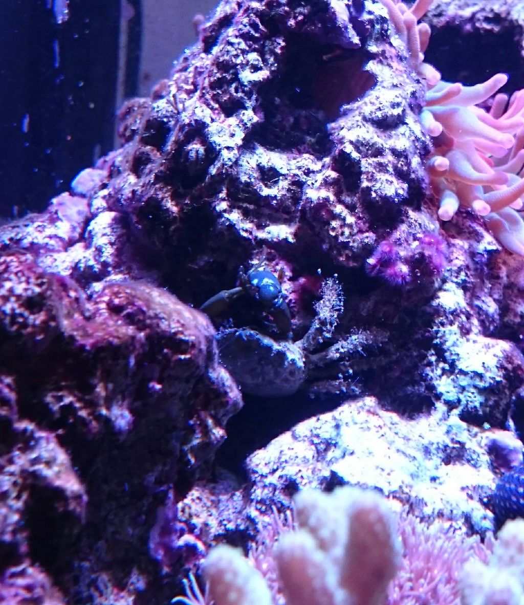 海藻おそうじ軍団の増員について 我が家の小さな水族館 海藻おそうじ軍団の増員について 我が家の小さな水族館