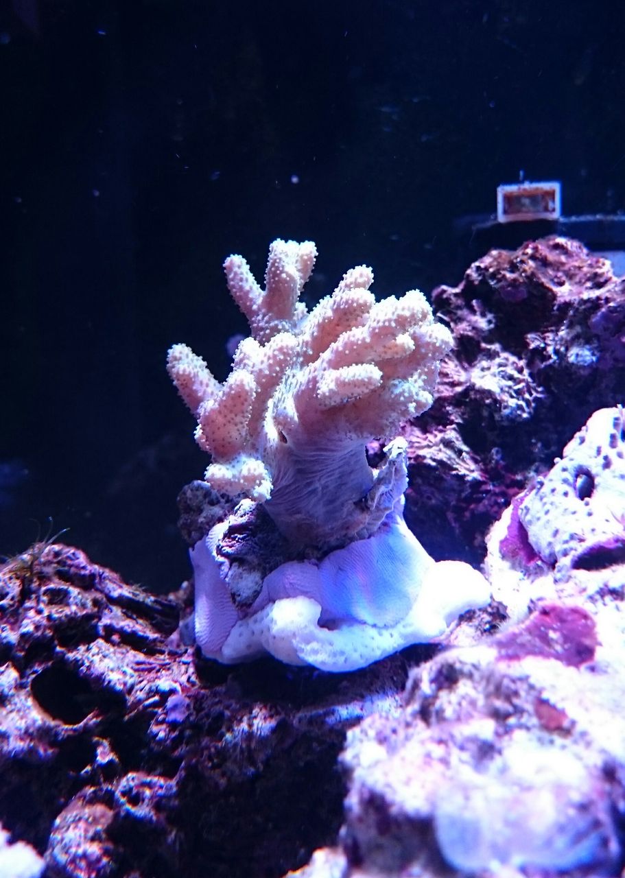 ライブロックの追加について : 我が家の小さな水族館