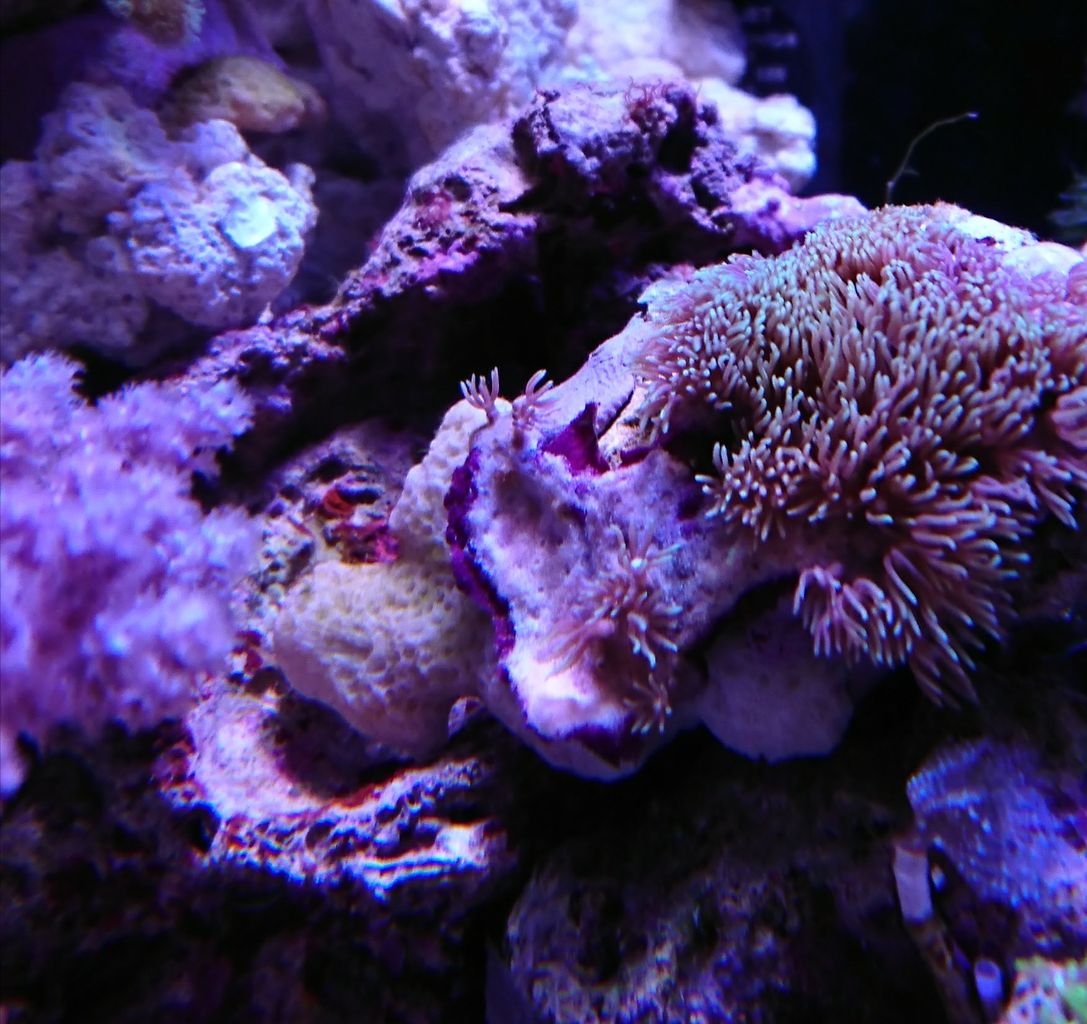 スターポリプセンターホワイトその後 我が家の小さな水族館