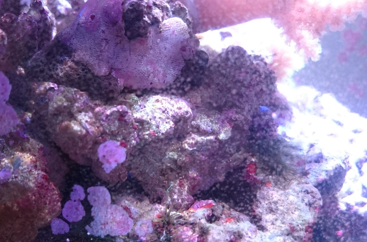 自作ライブロックレプリカに石灰藻が付き始めました 我が家の小さな水族館