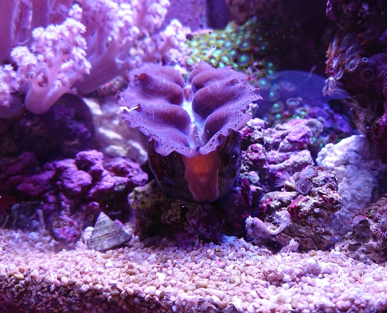 ヒメシャコガイ飼育1年突破しました 我が家の小さな水族館