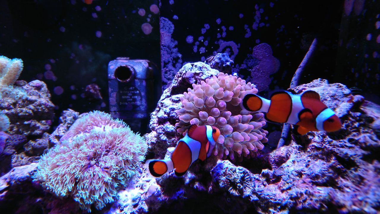 サンゴイソギンチャク復活 我が家の小さな水族館 サンゴイソギンチャク復活 我が家の小さな水族館