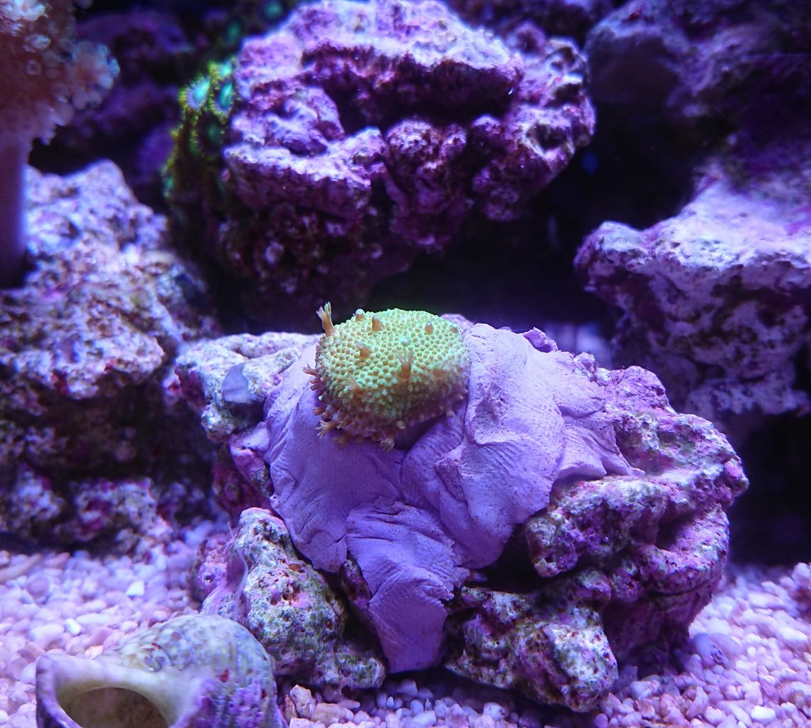 我が家の小さな水族館 我が家の小さな水族館