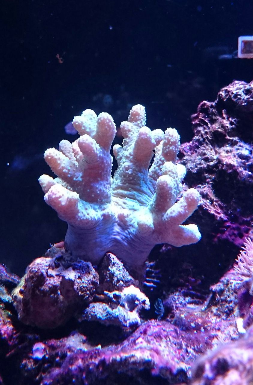 ナグラカタトサカ 我が家の小さな水族館