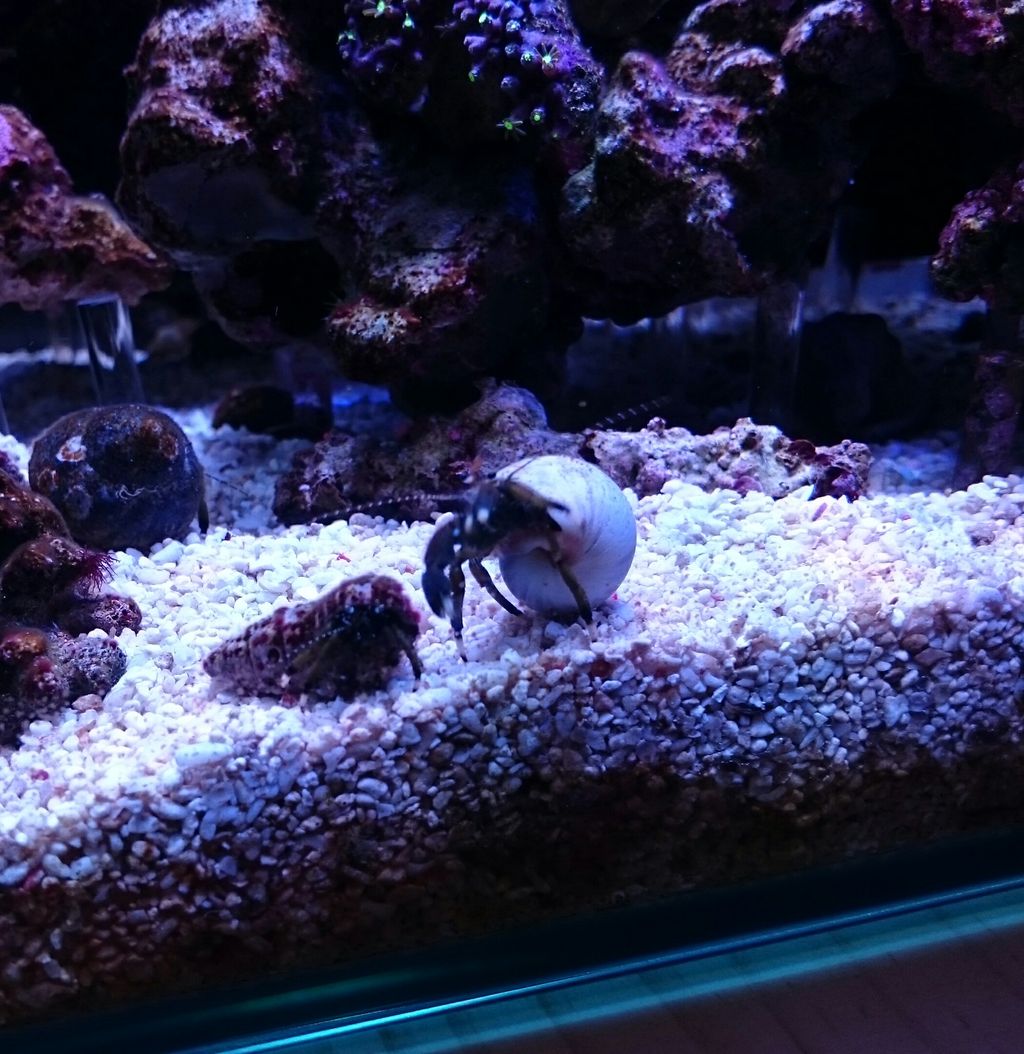 甲殻類と貝たち 我が家の小さな水族館