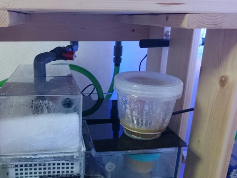 プロテインスキマー 我が家の小さな水族館