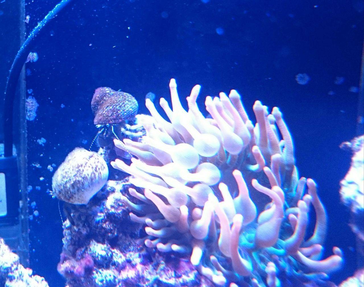 サンゴイソギンチャク 我が家の小さな水族館 サンゴイソギンチャク 我が家の小さな水族館