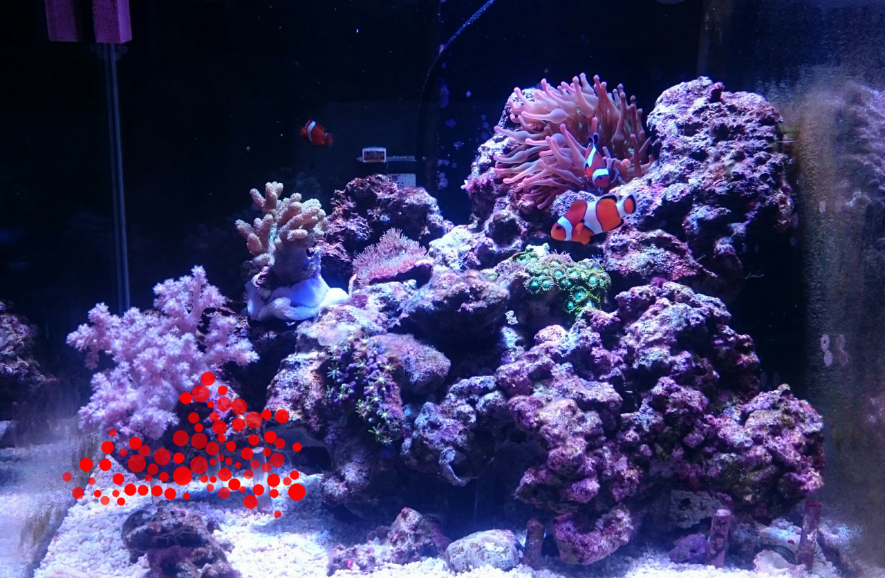 ライブロックの追加について : 我が家の小さな水族館