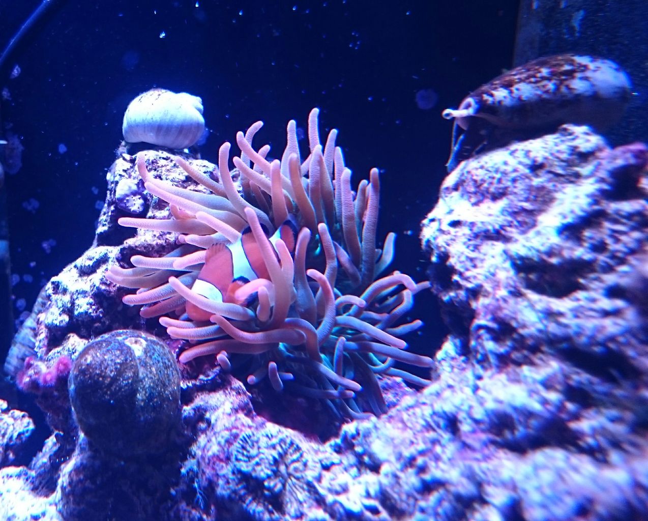 サンゴイソギンチャク 我が家の小さな水族館 サンゴイソギンチャク 我が家の小さな水族館