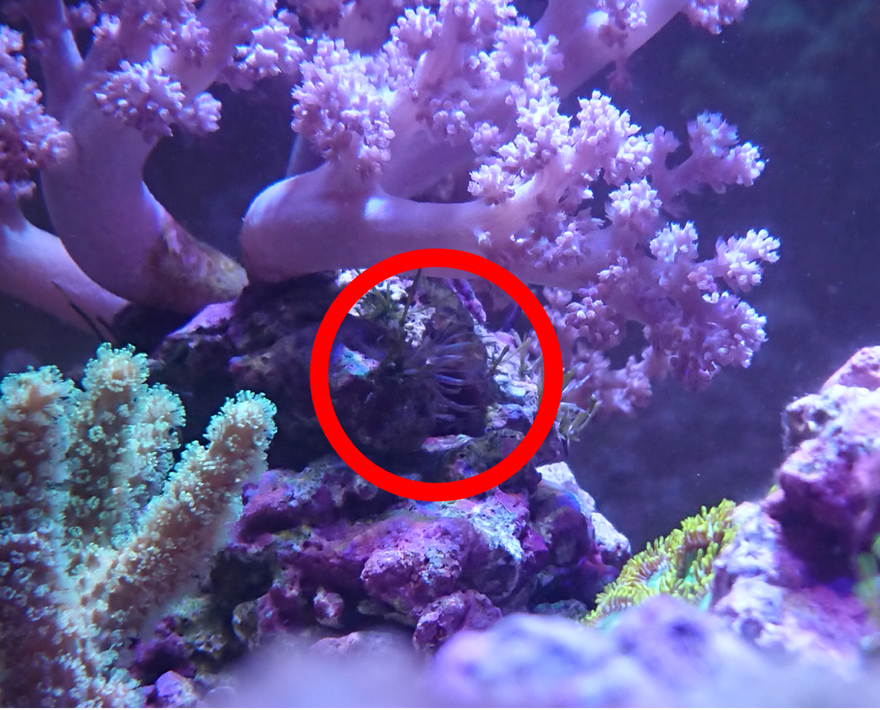 良くないことは続きます 我が家の小さな水族館