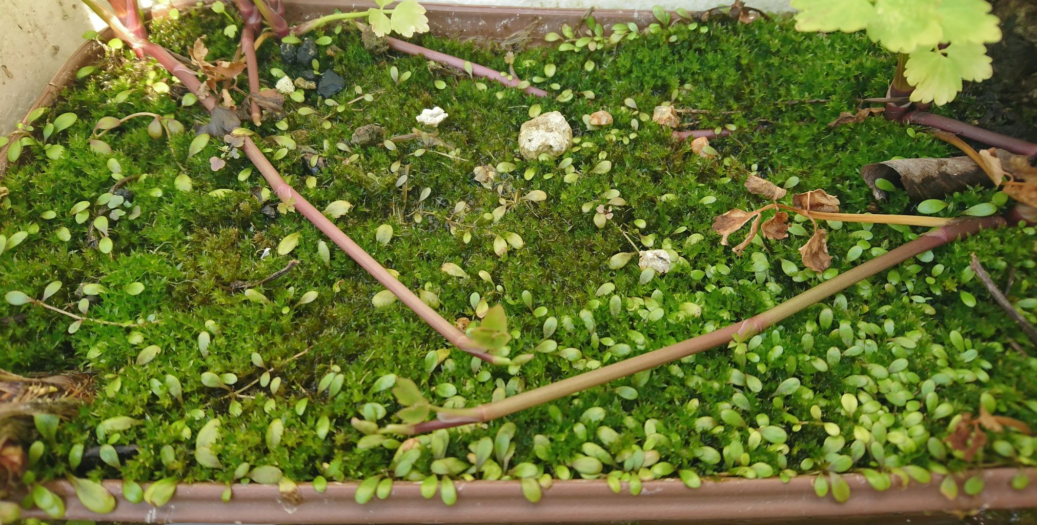 水草の無加温での育成について 我が家の小さな水族館 水草の無加温での育成について 我が家の小さな水族館