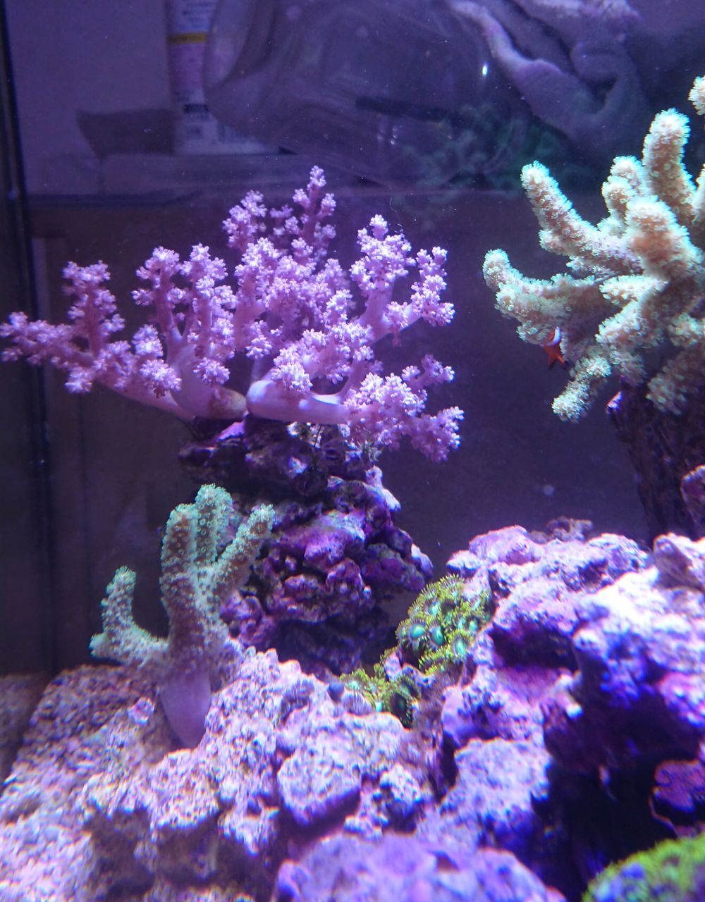 良くないことは続きます 我が家の小さな水族館