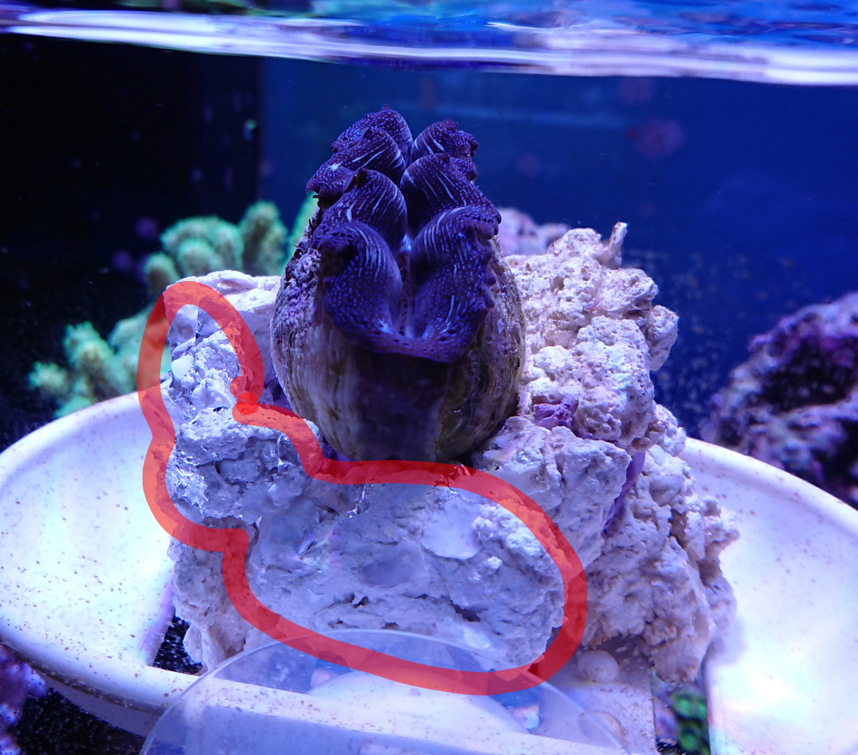ヒメシャコガイお迎え完了しました 我が家の小さな水族館