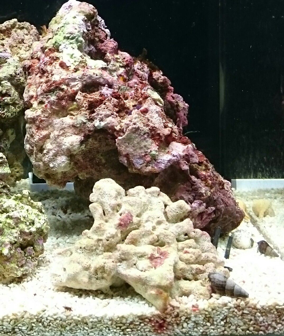 自作ライブロックスタンド 我が家の小さな水族館