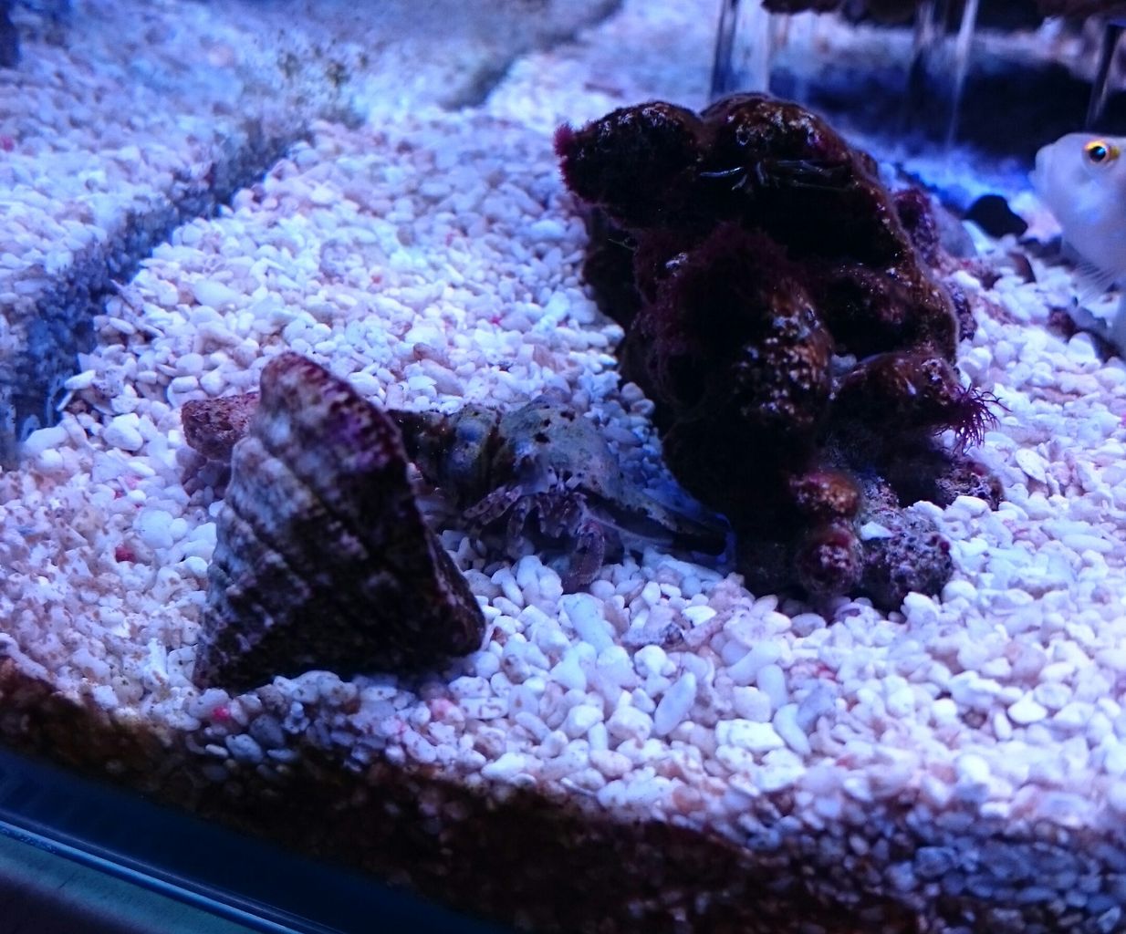 甲殻類と貝たち 我が家の小さな水族館