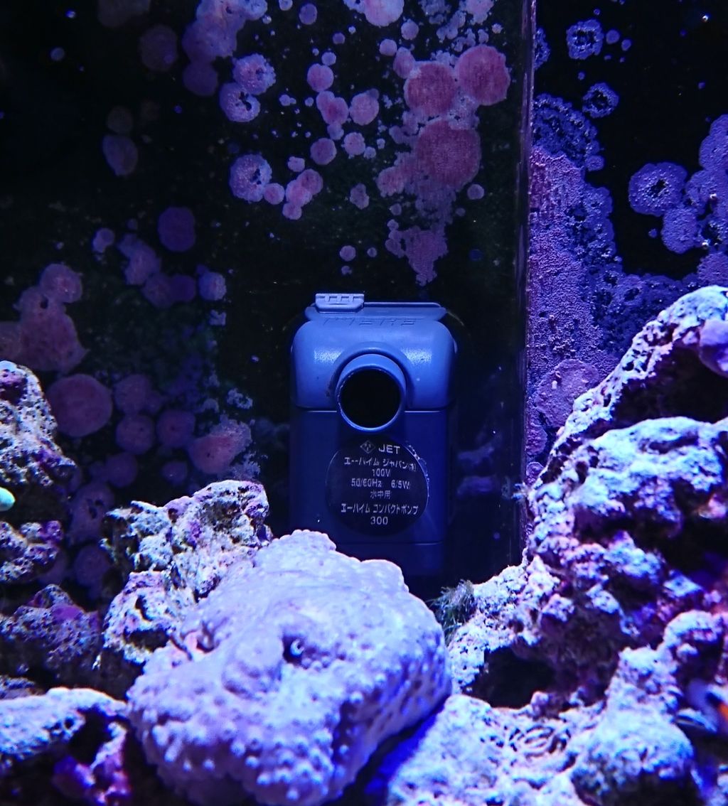 水流ポンプのそうじをしました 我が家の小さな水族館