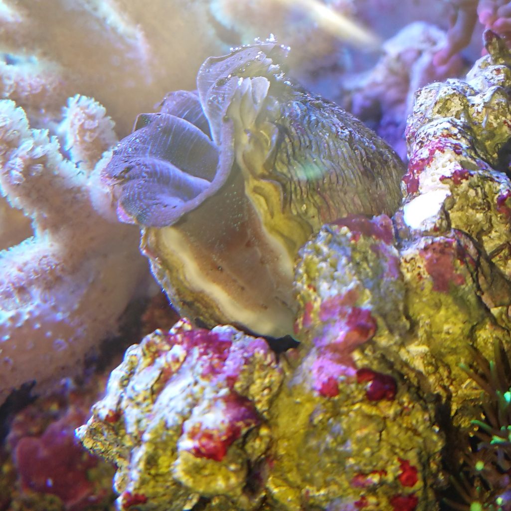 ヒメシャコガイ飼育1年突破しました 我が家の小さな水族館 ヒメシャコガイ飼育1年突破しました 我が家の小さな水族館