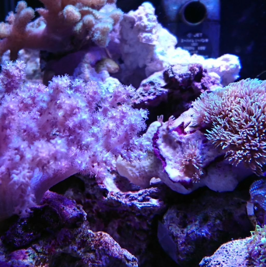 スターポリプセンターホワイトその後 我が家の小さな水族館