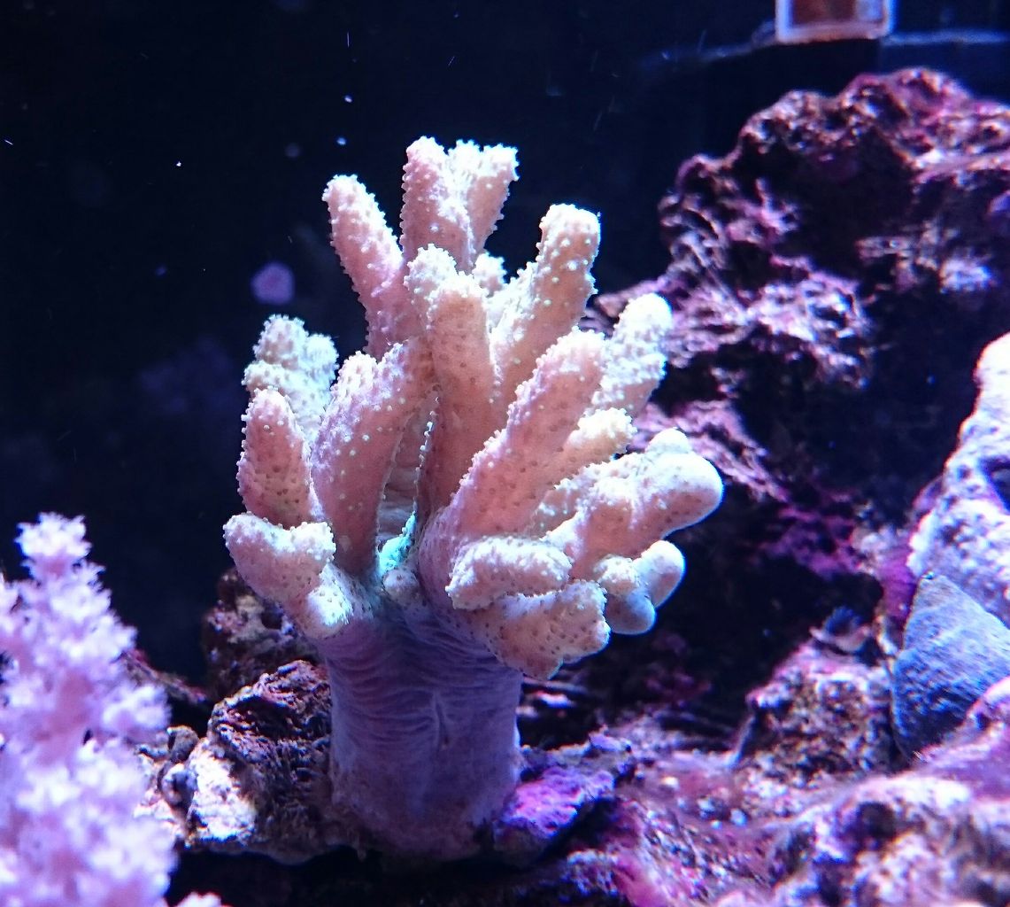 ナグラカタトサカ 我が家の小さな水族館