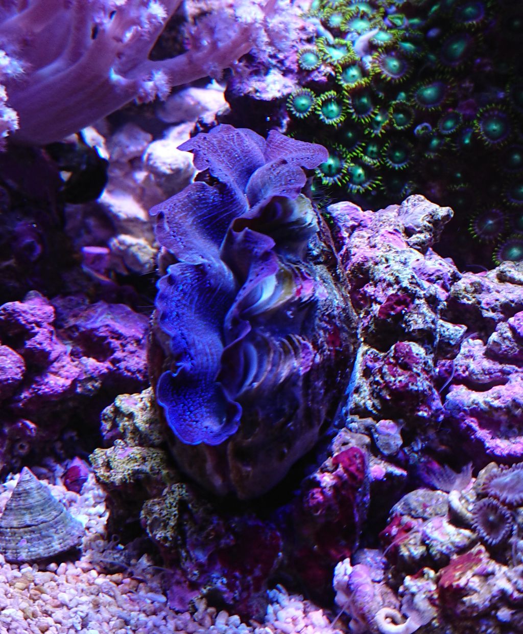 ヒメシャコガイ飼育1年突破しました 我が家の小さな水族館 ヒメシャコガイ飼育1年突破しました 我が家の小さな水族館