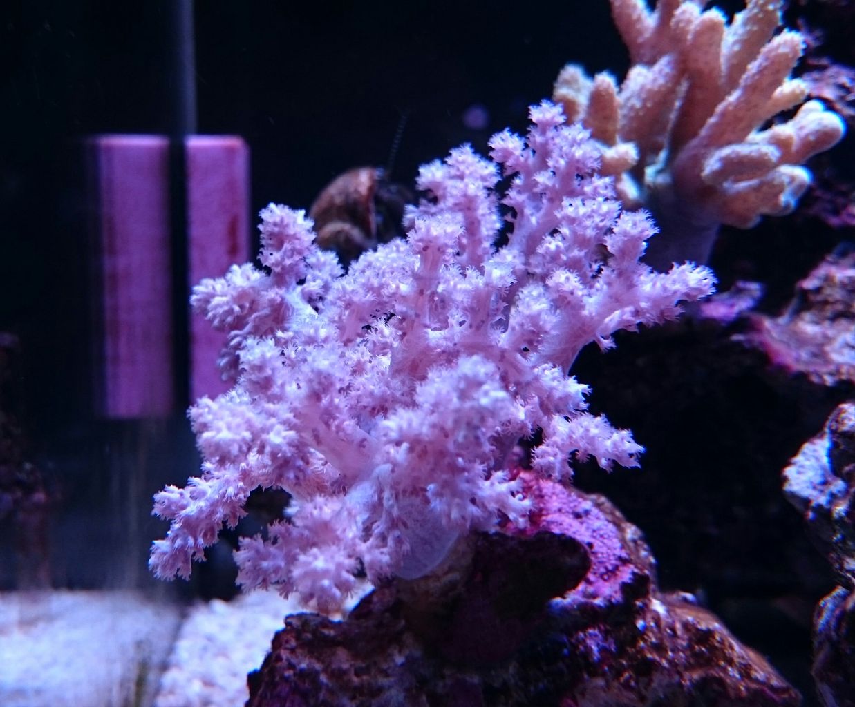 スジチヂミトサカ 我が家の小さな水族館