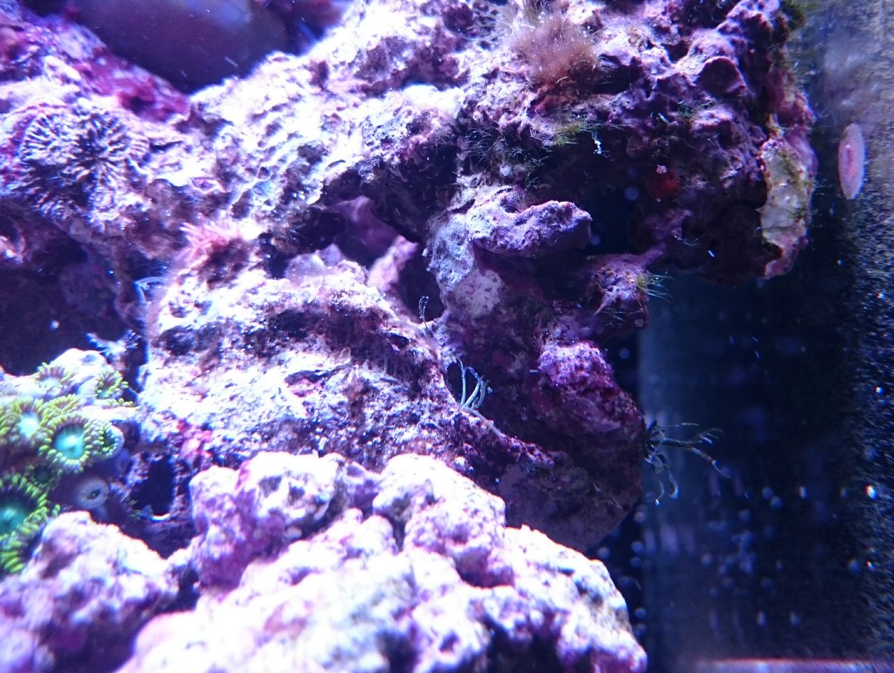 海水水槽のレイアウト少し変更しました : 我が家の小さな水族館