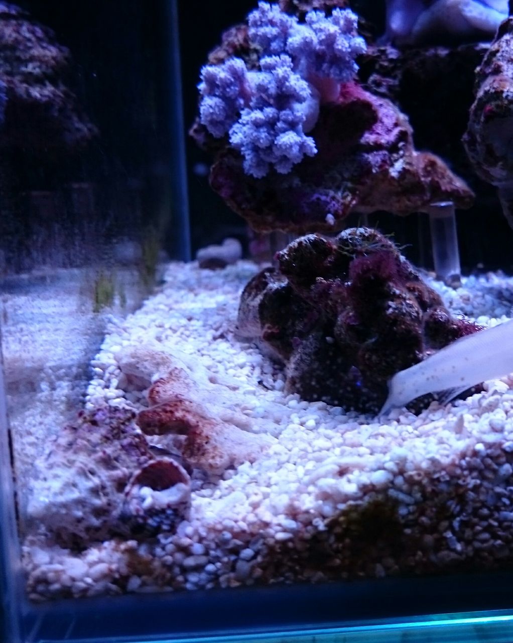 ミズタマハゼの巣穴作りました 我が家の小さな水族館 ミズタマハゼの巣穴作りました 我が家の小さな水族館