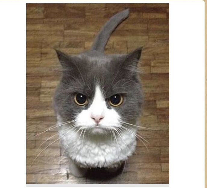 悲報 ネッコ 激おこ Nnn広報課 ねこねこネットワーク広報課 悲報 ネッコ 激おこ Nnn広報課 ねこねこネットワーク広報課