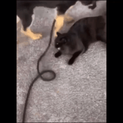イッヌって 犬ー って感じやけどネッコって 猫 って感じだよな Nnn広報課 ねこねこネットワーク広報課 イッヌって 犬ー って感じやけどネッコって 猫 って感じだよな Nnn広報課 ねこねこネットワーク広報課
