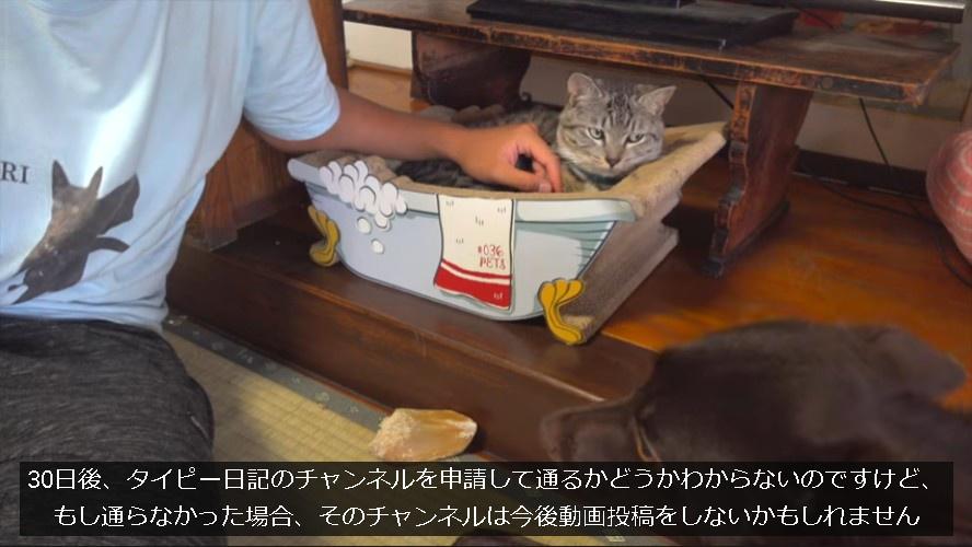 捨て猫系youtuber 私は本当に拾ったのに動画投稿やめるわ Nnn広報課 ねこねこネットワーク広報課