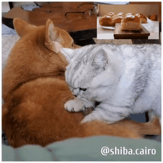 ネッコ イッヌふみふみするンゴ Nnn広報課 ねこねこネットワーク広報課 ネッコ イッヌふみふみするンゴ Nnn広報課 ねこねこネットワーク広報課