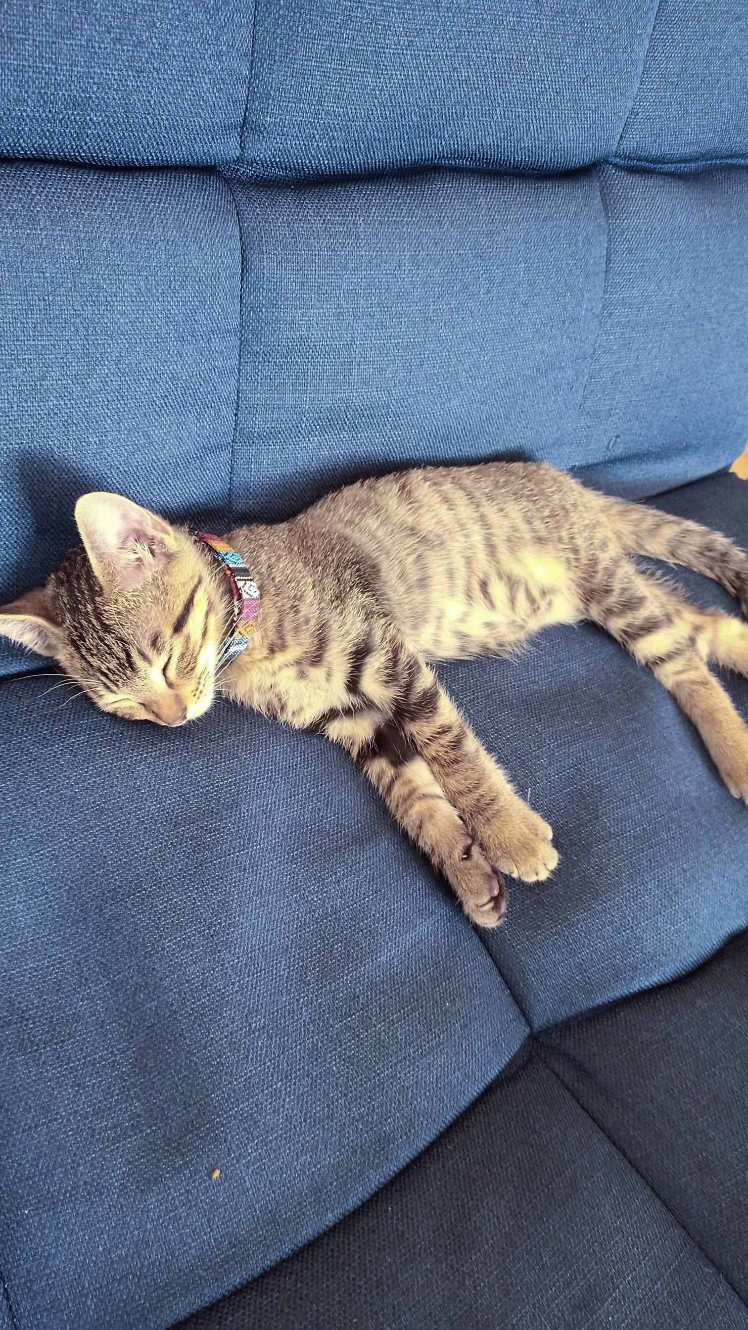 子猫を飼い始めてまもなく1ヶ月 未だに名前がニャンコなのだが Nnn広報課 ねこねこネットワーク広報課